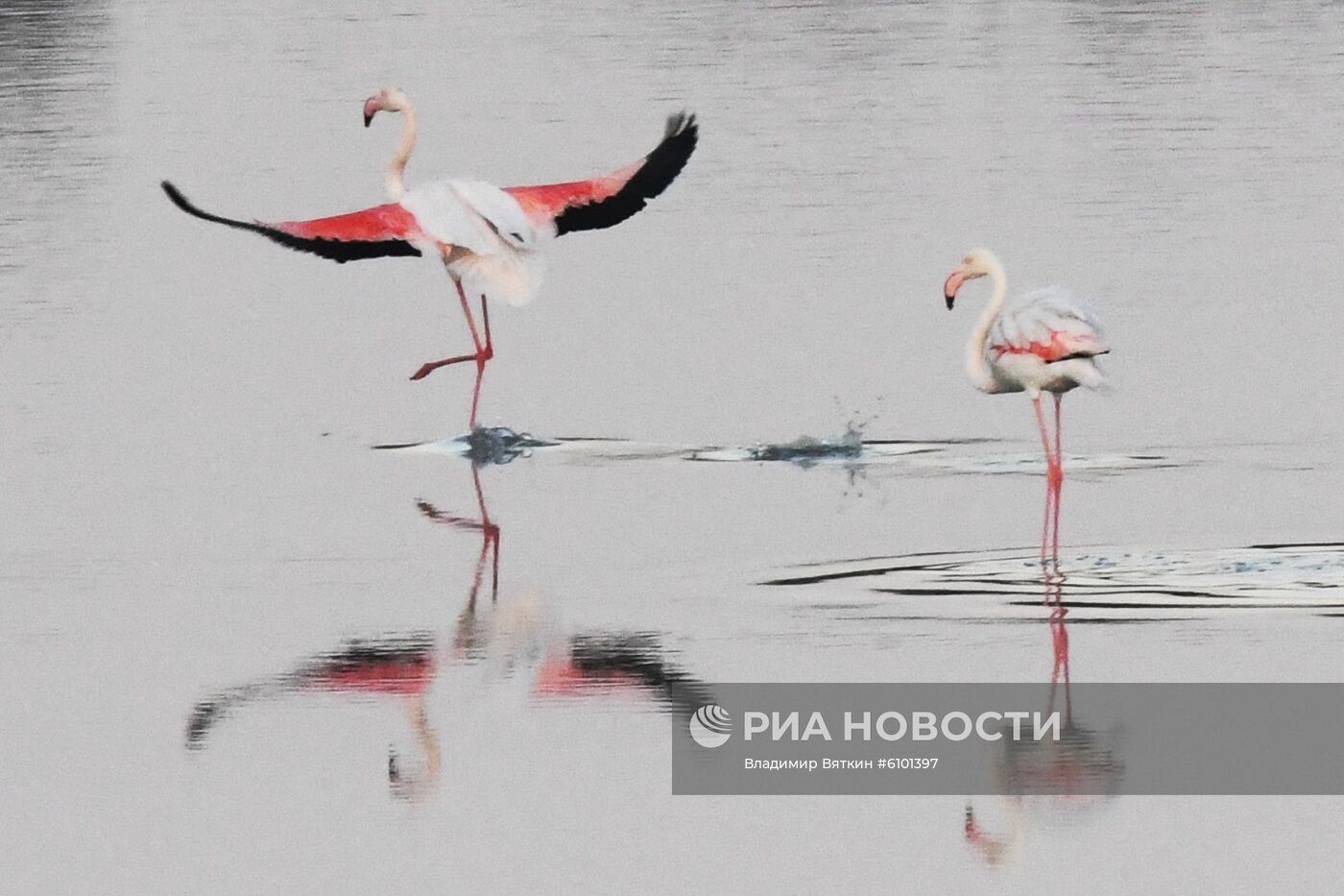 Зимовка розовых фламинго на Кипре