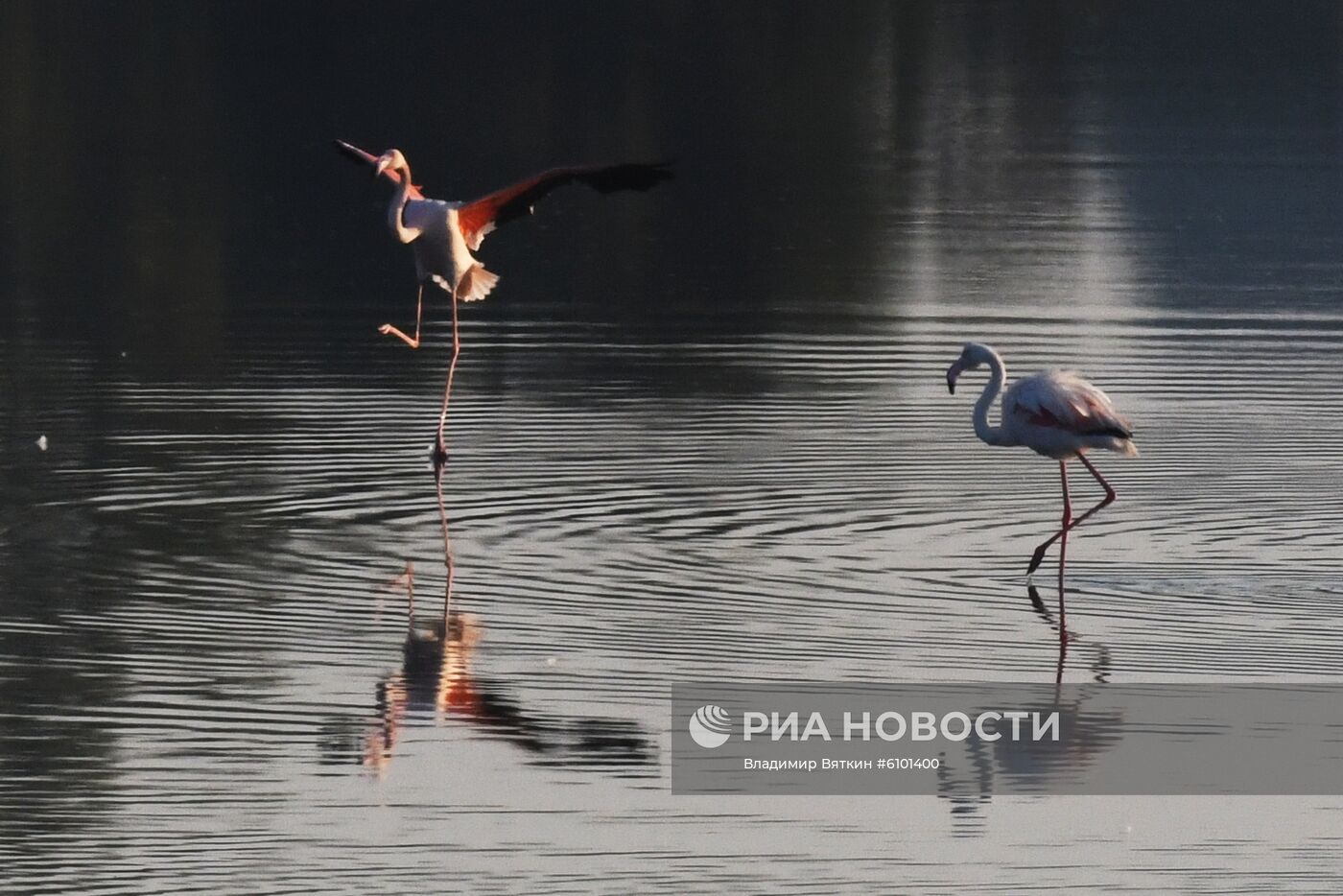 Зимовка розовых фламинго на Кипре