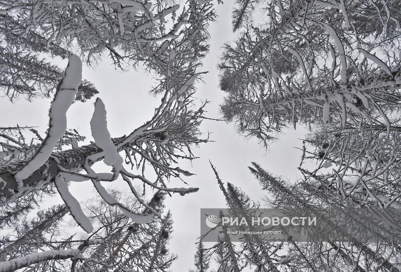Заснеженные деревья на территории национального парка "Столбы" в Красноярском крае. Место: Россия, Красноярск. Автор: Илья Наймушин/РИА Новости. Работа отряда "Спасатель" в Красноярске
