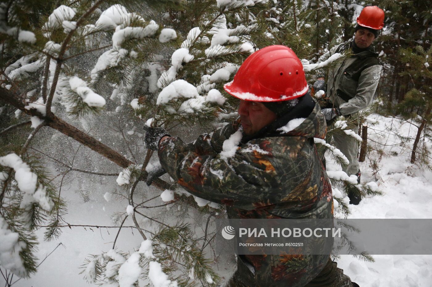 Заготовка новогодних елок в Новосибирской области