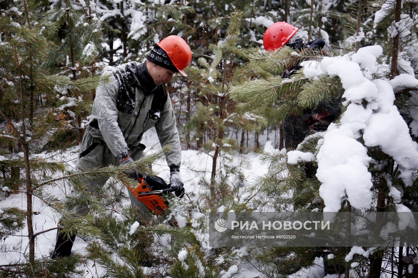 Заготовка новогодних елок в Новосибирской области