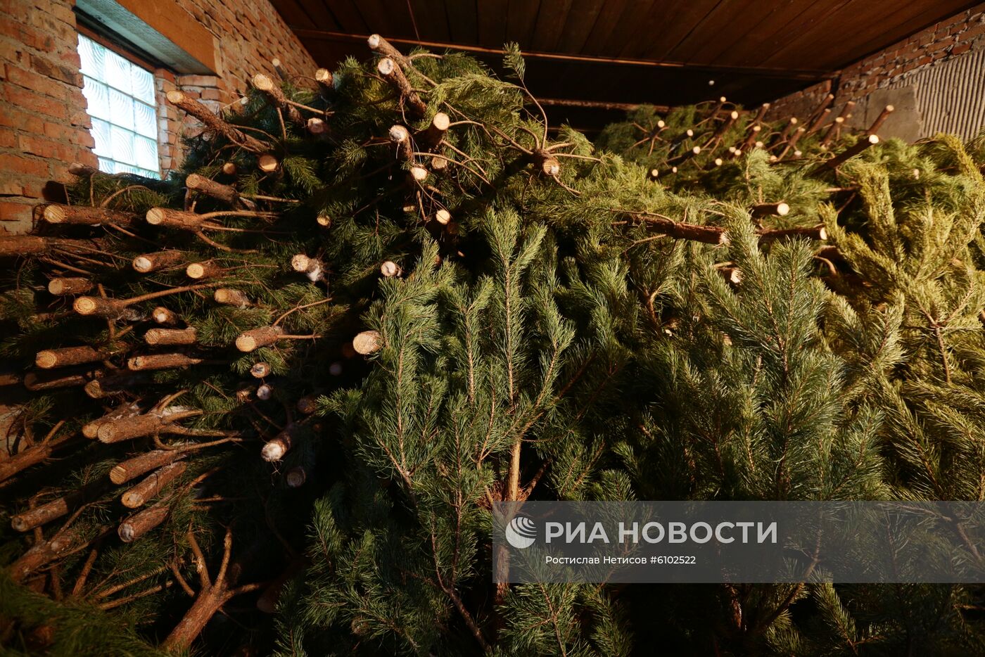 Заготовка новогодних елок в Новосибирской области