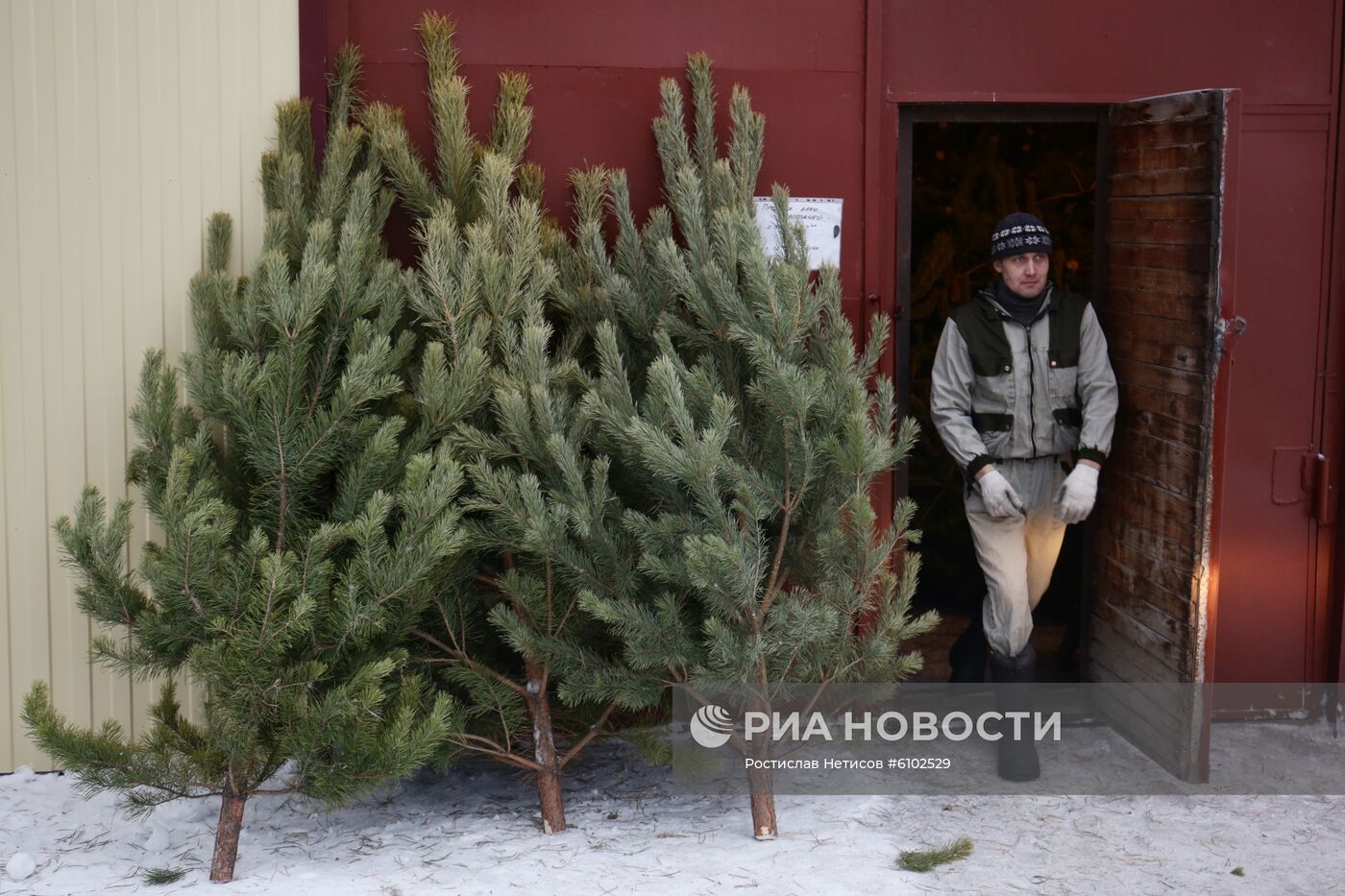 Заготовка новогодних елок в Новосибирской области