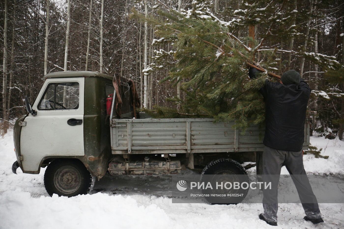 Заготовка новогодних елок в Новосибирской области