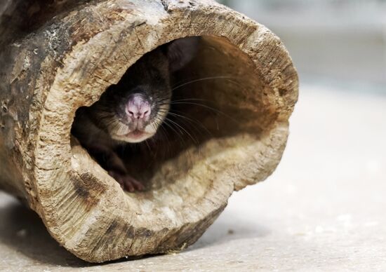 Символ Нового 2020 года