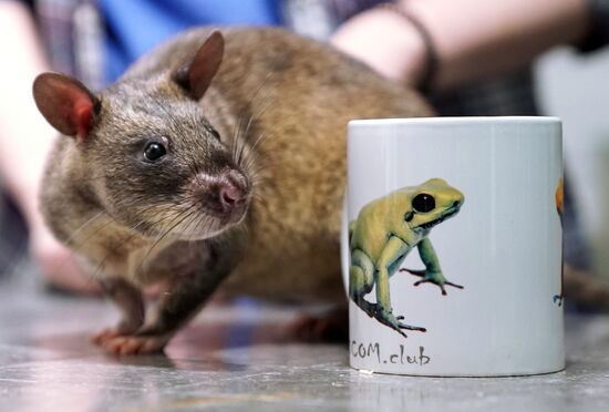 Символ Нового 2020 года