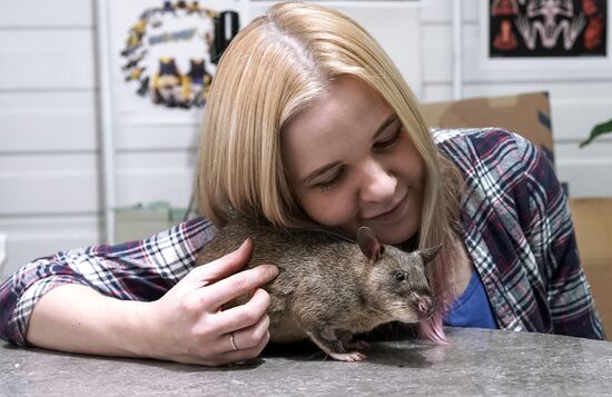 Символ Нового 2020 года