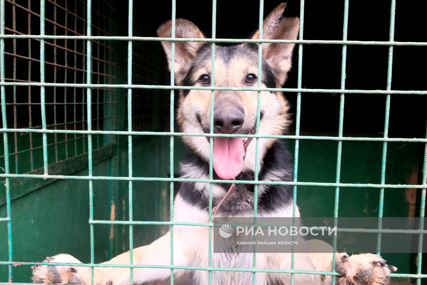 Приют для животных в Кусково