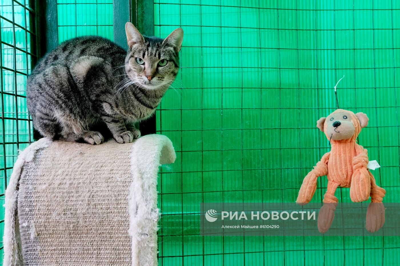 Приют для животных в Кусково