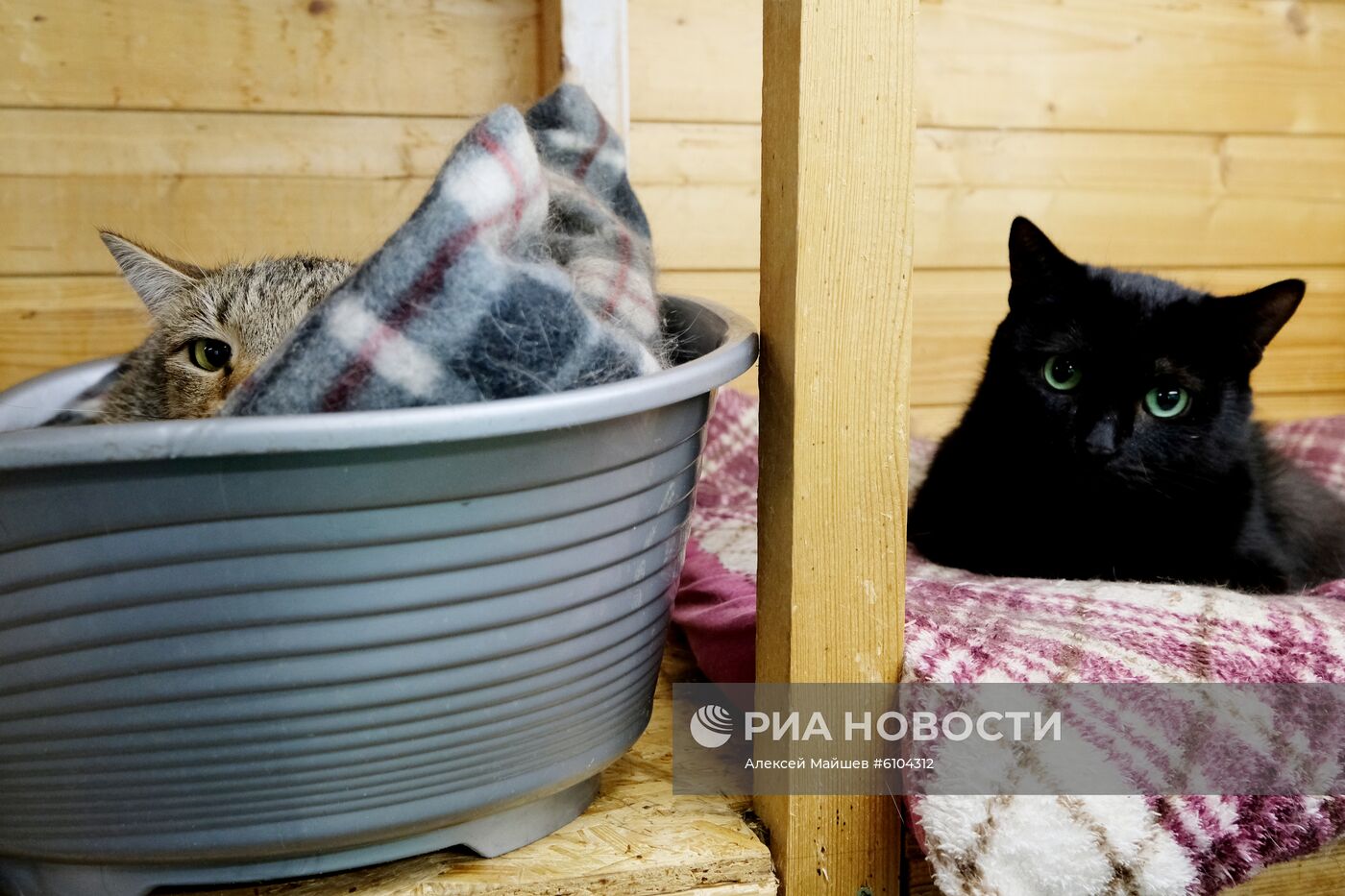 Приют для животных в Кусково