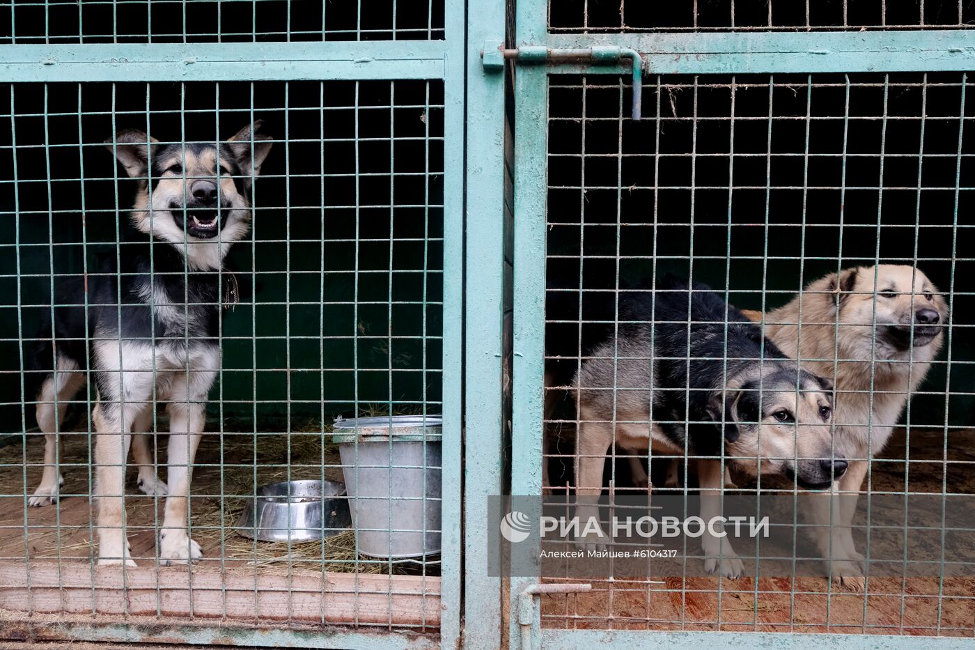 Приют для животных в Кусково