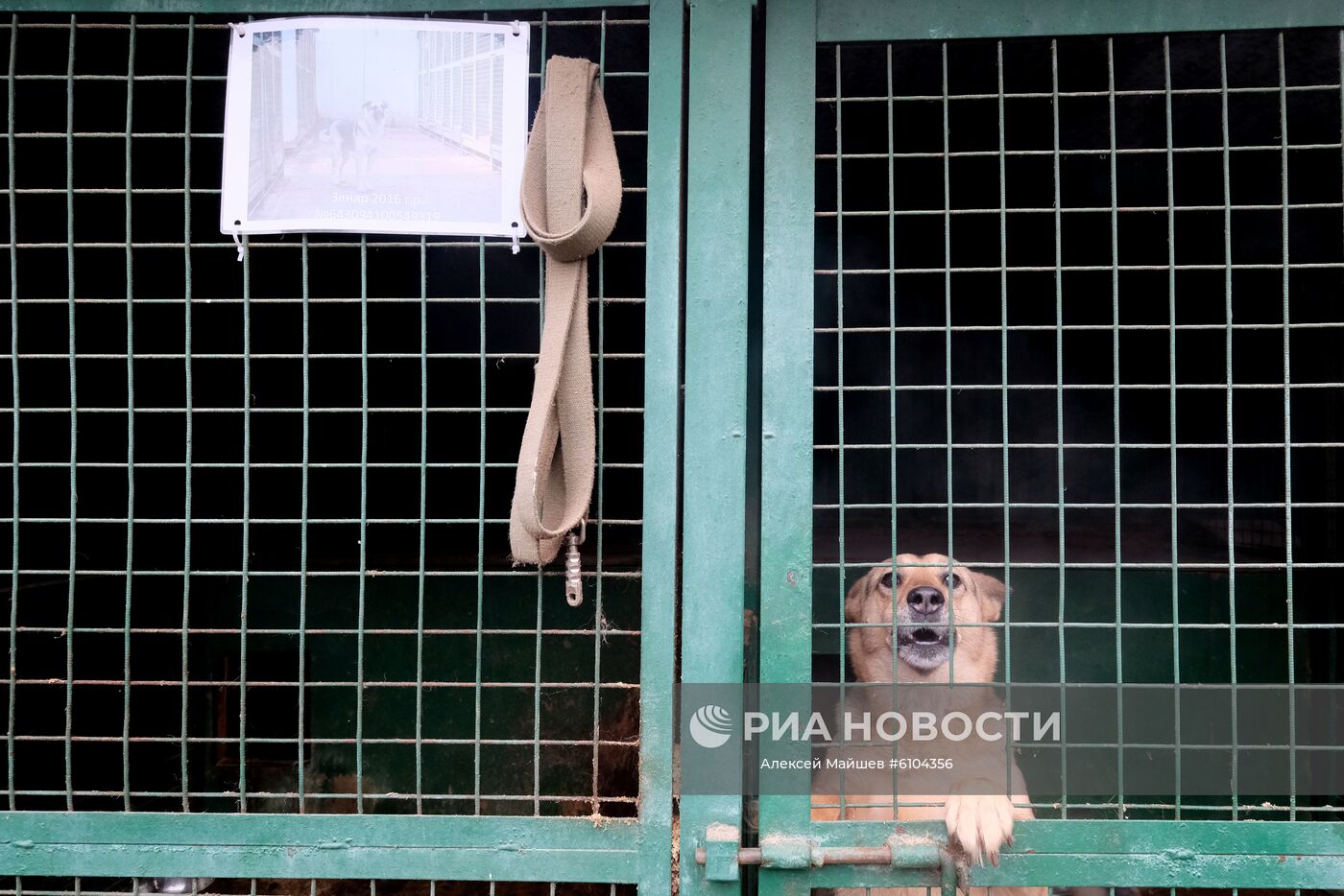 Приют для животных в Кусково