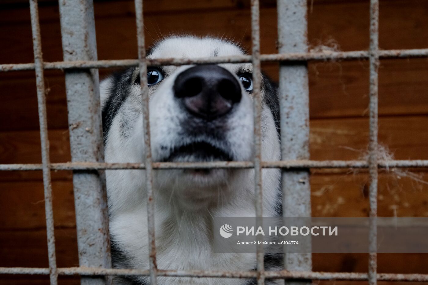 Приют для животных в Кусково