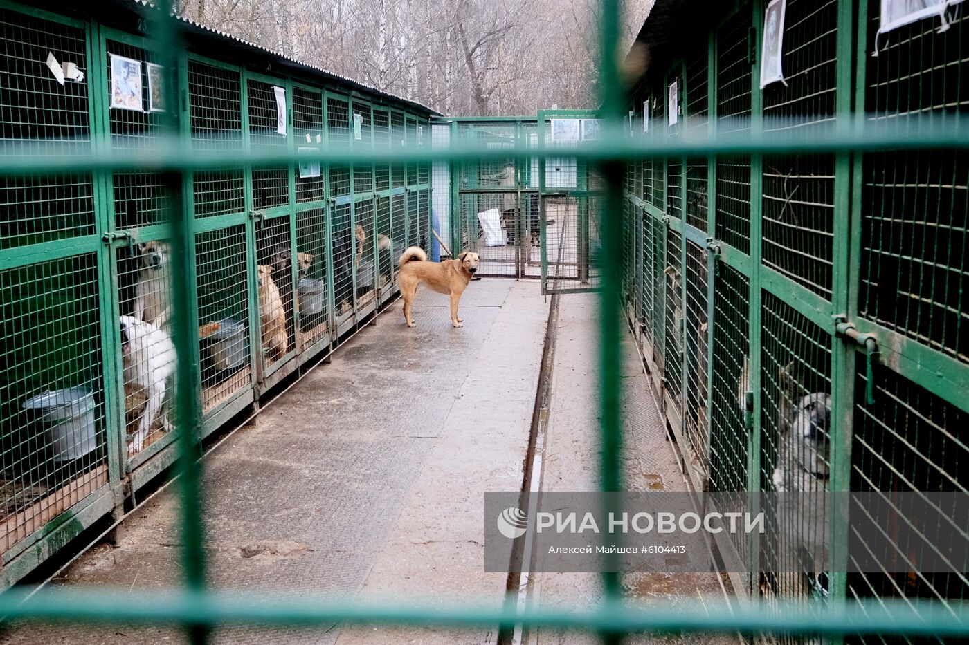 Приют для животных в Кусково