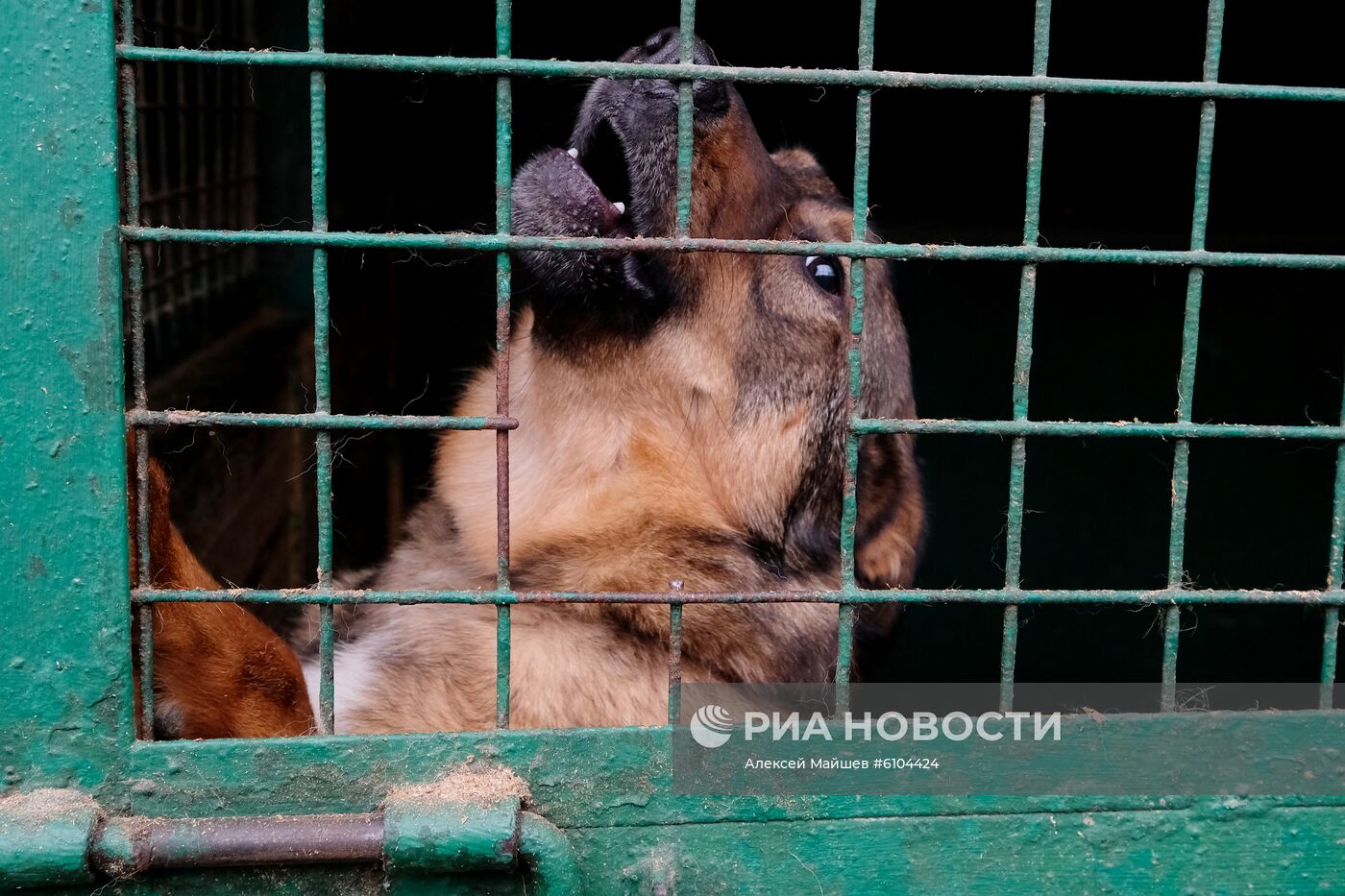 Приют для животных в Кусково