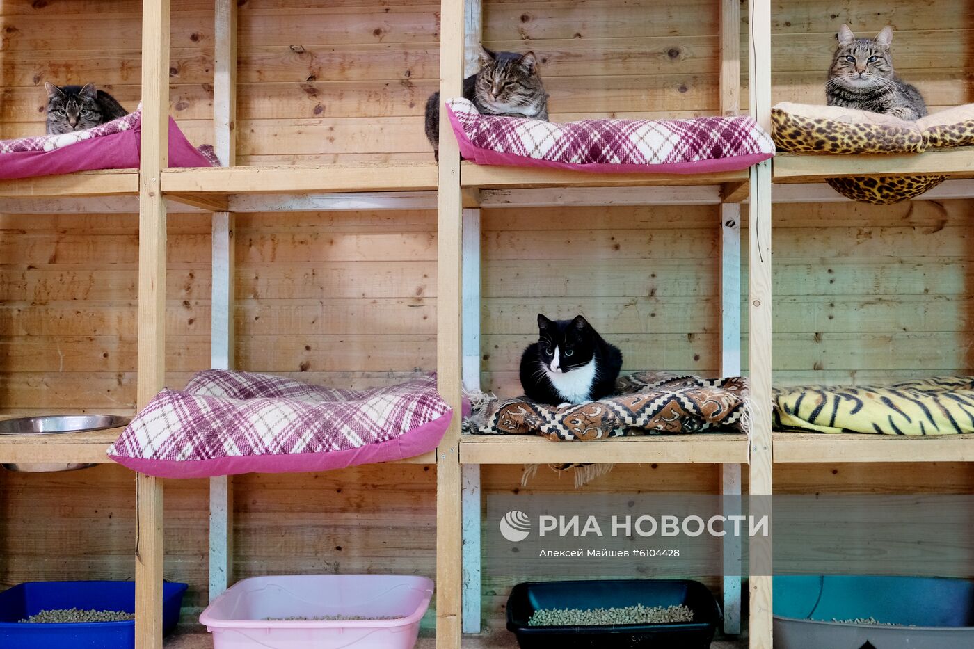 Приют для животных в Кусково