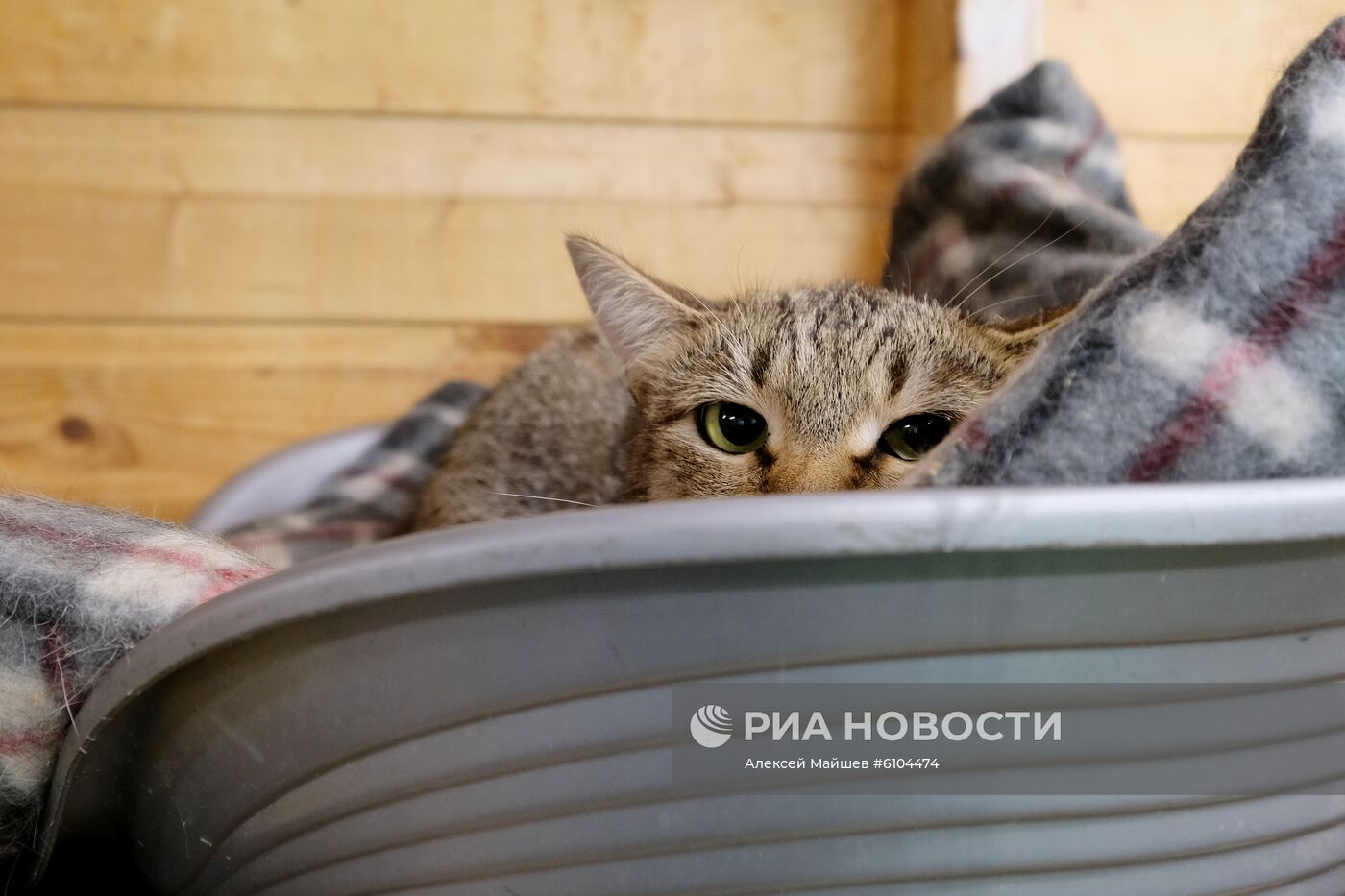 Приют для животных в Кусково