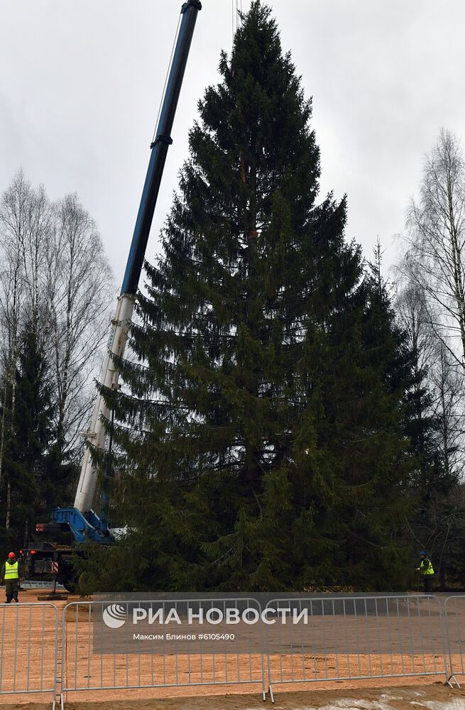 Рубка главной новогодней елки страны в Московской области