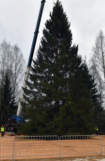 Рубка главной новогодней елки страны в Московской области