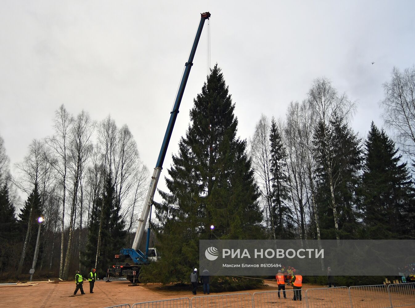 Рубка главной новогодней елки страны в Московской области