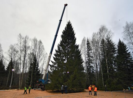 Рубка главной новогодней елки страны в Московской области