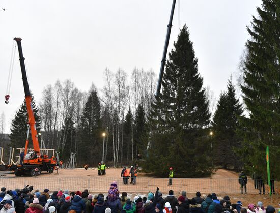 Рубка главной новогодней елки страны в Московской области