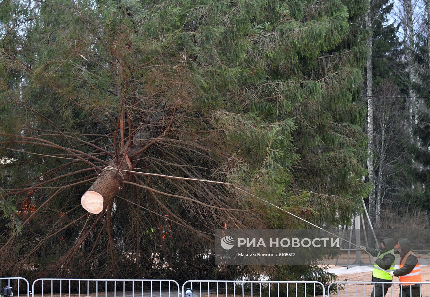 Рубка главной новогодней елки страны в Московской области