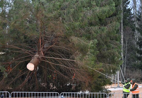 Рубка главной новогодней елки страны в Московской области