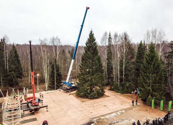 Рубка главной новогодней елки страны в Московской области