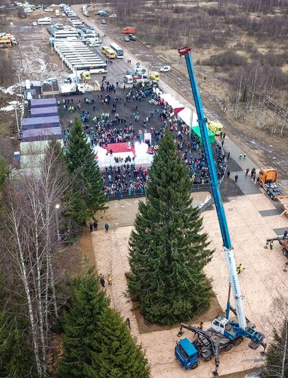 Рубка главной новогодней елки страны в Московской области