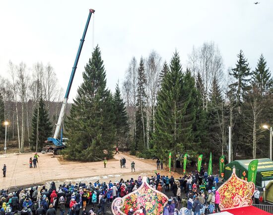 Рубка главной новогодней елки страны в Московской области