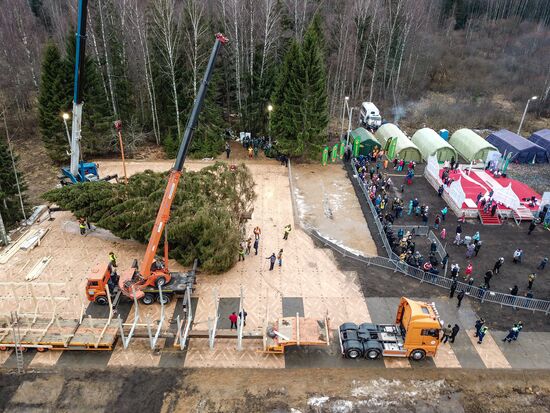 Рубка главной новогодней елки страны в Московской области