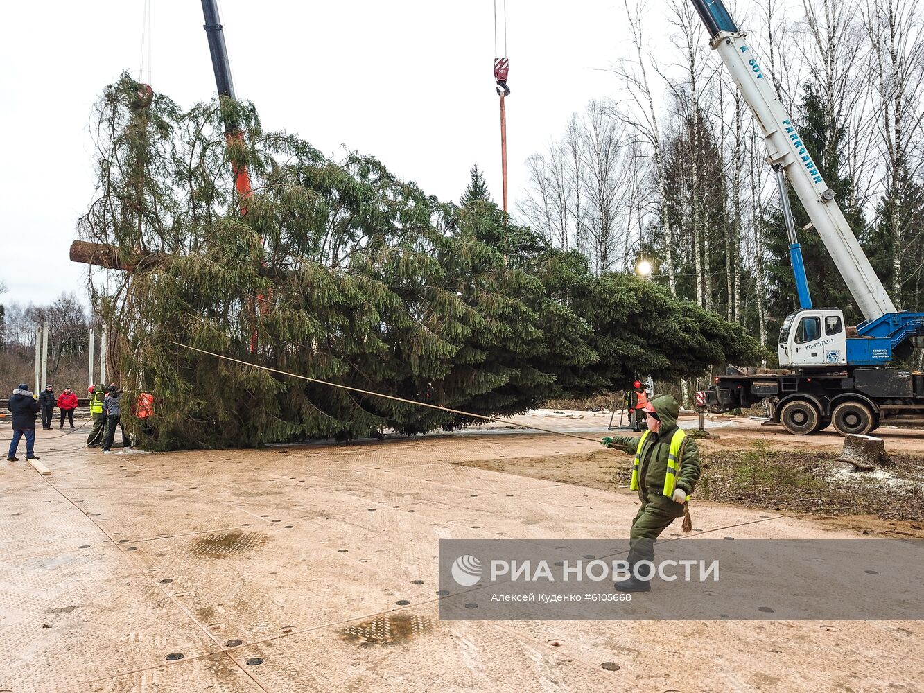 Рубка главной новогодней елки страны в Московской области