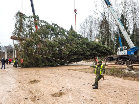 Рубка главной новогодней елки страны в Московской области