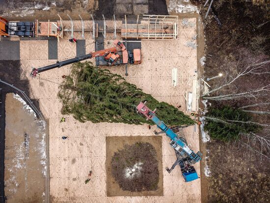 Рубка главной новогодней елки страны в Московской области