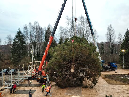 Рубка главной новогодней елки страны в Московской области