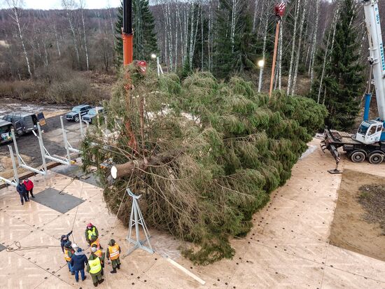 Рубка главной новогодней елки страны в Московской области