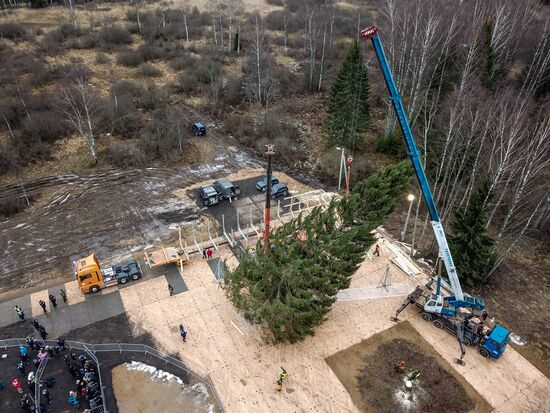 Рубка главной новогодней елки страны в Московской области