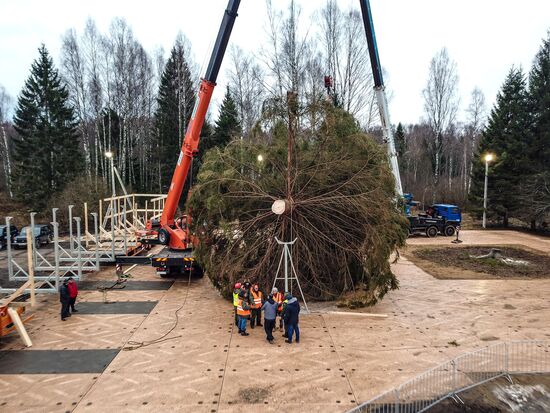 Рубка главной новогодней елки страны в Московской области