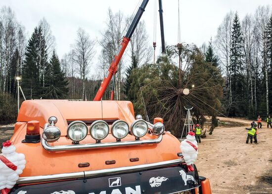 Рубка главной новогодней елки страны в Московской области