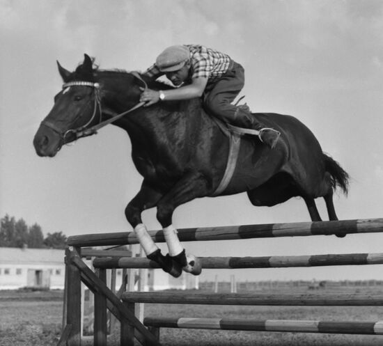 Лошадь донской породы