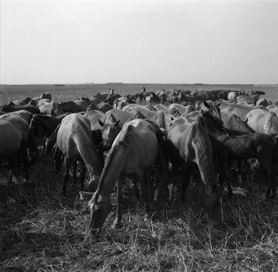 Лошадь донской породы