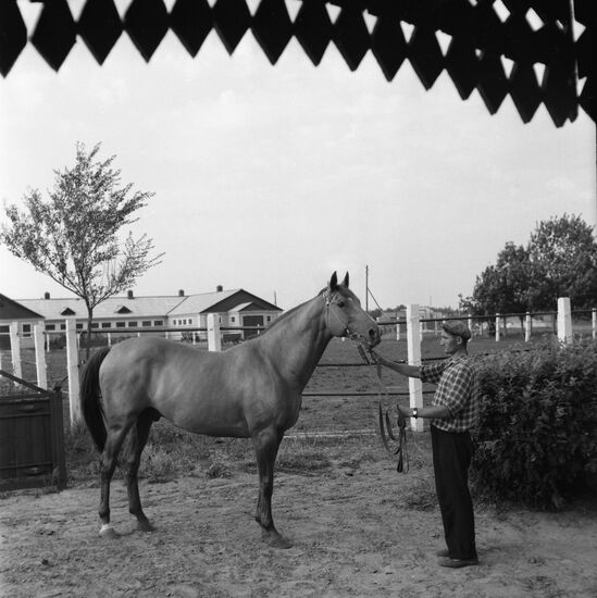 Лошадь донской породы