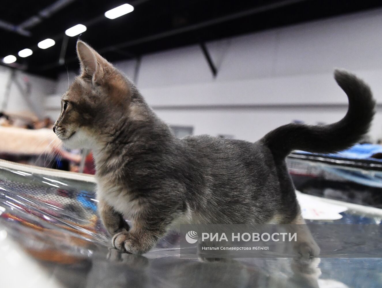 Выставка-продажа котят "КоШарики Шоу"