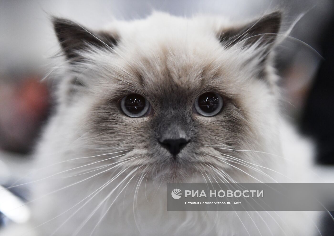 Выставка-продажа котят "КоШарики Шоу"