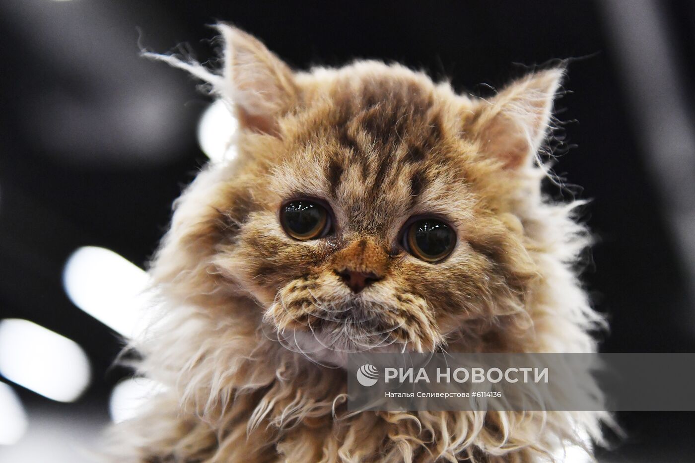 Выставка-продажа котят "КоШарики Шоу"