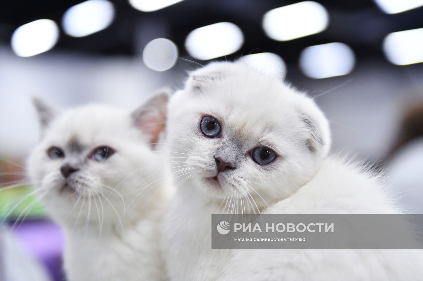 Выставка-продажа котят "КоШарики Шоу"