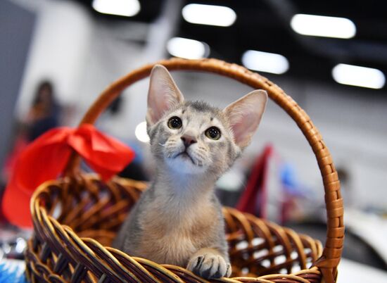 Выставка-продажа котят "КоШарики Шоу"