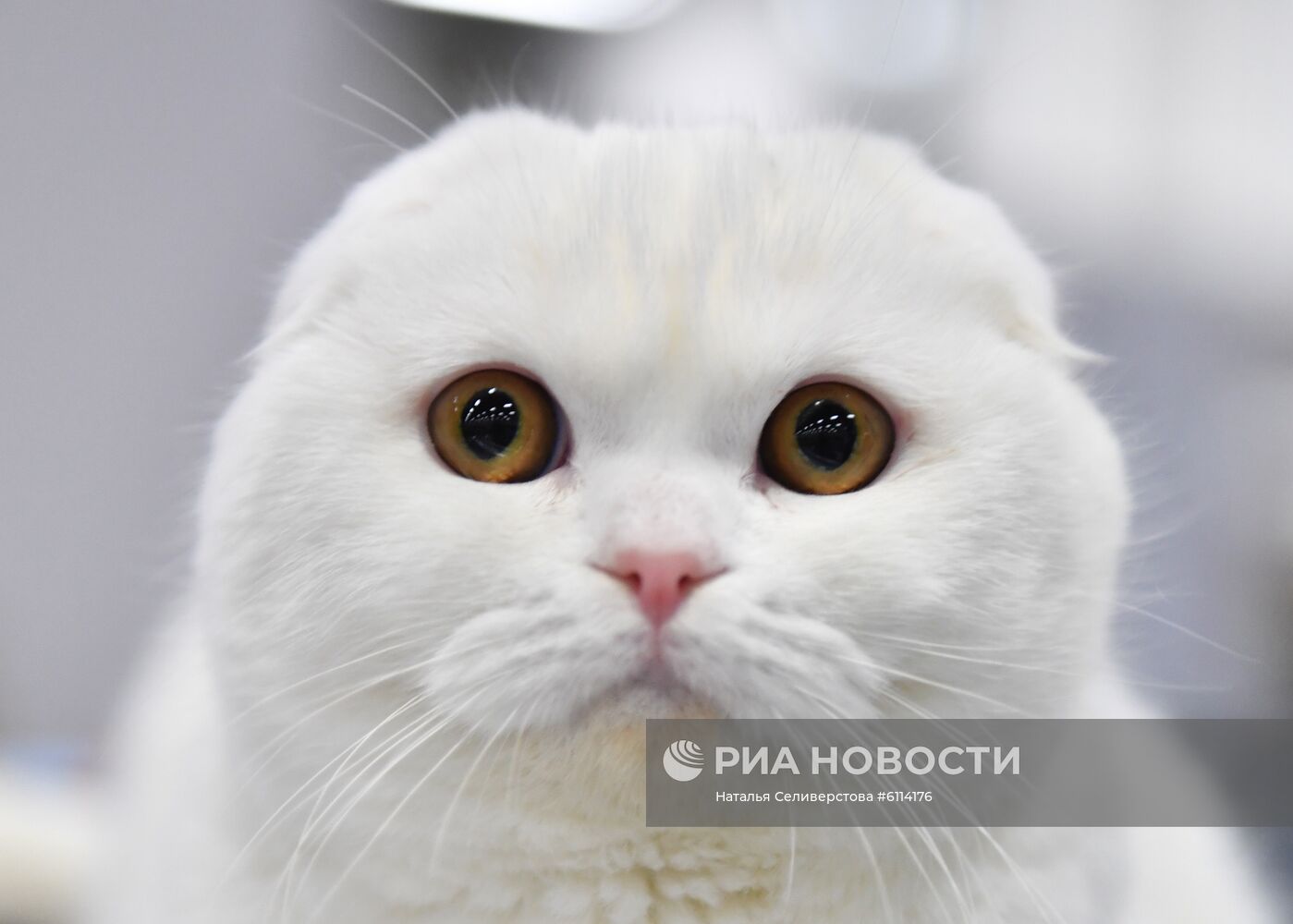 Выставка-продажа котят "КоШарики Шоу"