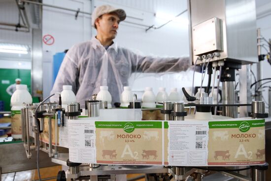 Производство молочной продукции "Моя станица" в Краснодарском крае